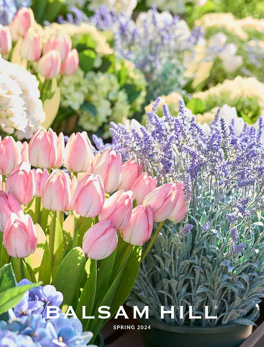 Balsam Hill - 2024 Spring 1 - 24